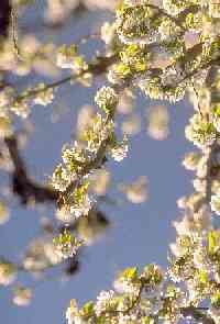 Branches de pommiers en fleurs